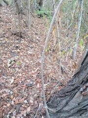 Ibervillea hypoleuca