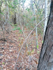 Ibervillea hypoleuca