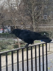 Corvus corone
