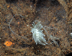 Favorinus