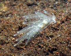 Favorinus