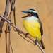 Great Kiskadee - Photo (c) Dario Sanches, some rights reserved (CC BY-SA)