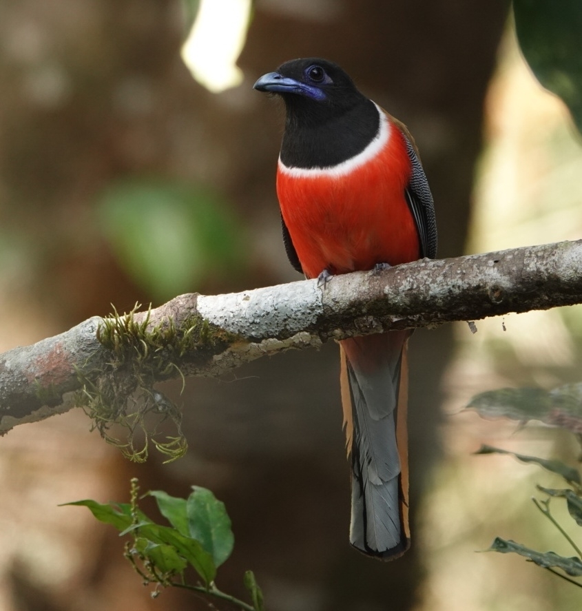 Malabar Trogon illustration