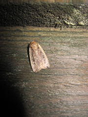 Ochropleura
