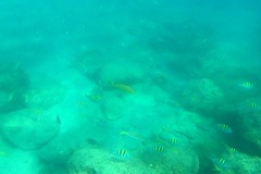 Mycteroperca rosacea