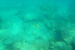 Mycteroperca rosacea