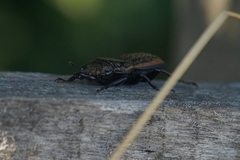 Erichius caelatus