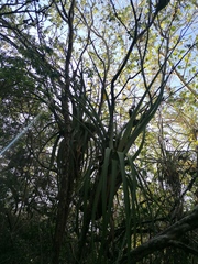 Tillandsia huamelulaensis