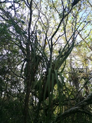 Tillandsia huamelulaensis