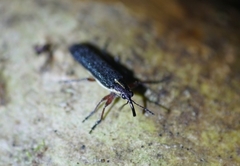 Trichophthalmus miltomerus
