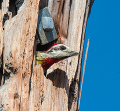 Xiphidiopicus percussus