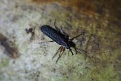 Trichophthalmus miltomerus