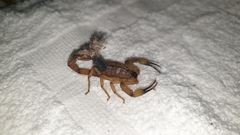 Centruroides limbatus