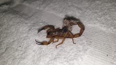 Centruroides limbatus