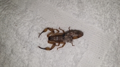 Centruroides limbatus