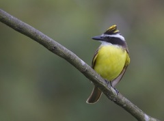 Great Kiskadee photo 1