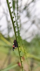 Enchophyllum quinquemaculatum