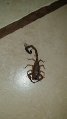 Centruroides limbatus