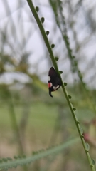 Enchophyllum quinquemaculatum
