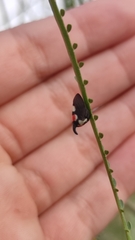 Enchophyllum quinquemaculatum