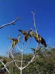 Curatella americana