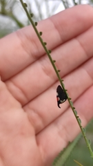 Enchophyllum quinquemaculatum