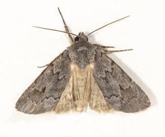 Acronicta