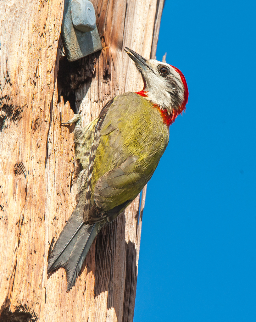 Cuban Green Woodpecker (Xiphidiopicus percussus) photo