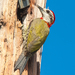 Cuban Green Woodpecker - Photo (c) Wayne Fidler, some rights reserved (CC BY-NC), uploaded by Wayne Fidler