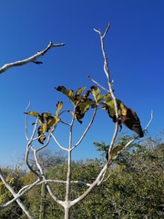 Curatella americana
