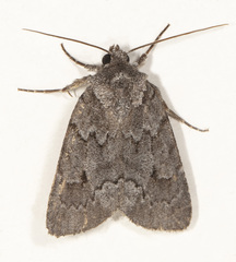 Acronicta