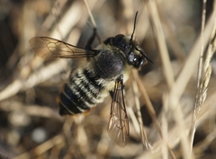 Megachile pollinosa