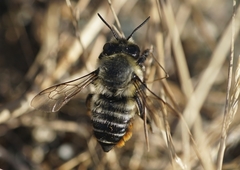 Megachile pollinosa