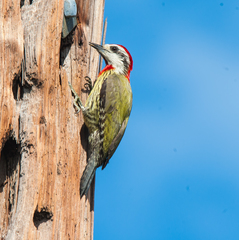Xiphidiopicus percussus