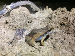 Barker Frog photo 4