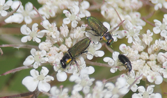 Bilyaxia cupriceps