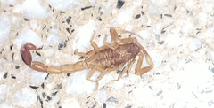 Tityus carrilloi
