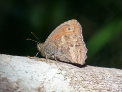Quilaphoetosus monachus
