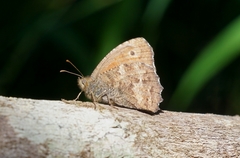 Quilaphoetosus monachus