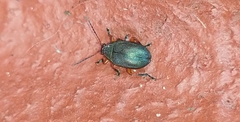 Nodocolaspis tarsata