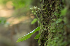 Epithema ceylanicum