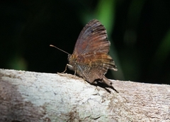 Quilaphoetosus monachus