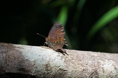 Quilaphoetosus monachus