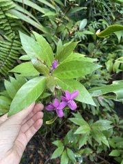 Pseuderanthemum laxiflorum