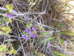 Veronica pimeleoides pimeleoides