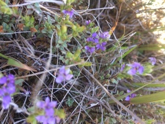 Veronica pimeleoides pimeleoides