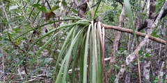 Beaucarnea