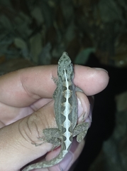 Anolis sagrei