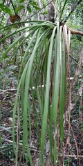 Beaucarnea
