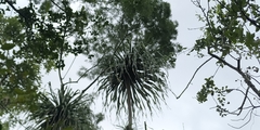 Beaucarnea